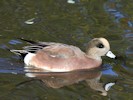 American Wigeon (WWT Slimbridge 27/10/12) ©Nigel Key
