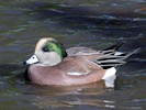 American Wigeon (WWT Slimbridge 27/10/12) ©Nigel Key