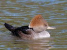 Hooded Merganser (WWT Slimbridge 27/10/12) ©Nigel Key