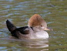 Hooded Merganser (WWT Slimbridge October 2012) - pic by Nigel Key