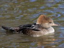 Hooded Merganser (WWT Slimbridge October 2012) - pic by Nigel Key