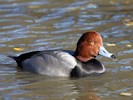 Redhead (WWT Slimbridge 27/10/12) ©Nigel Key