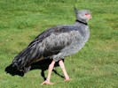Crested Screamer (WWT Slimbridge 27/10/12) ©Nigel Key