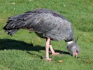 Crested Screamer (WWT Slimbridge 27/10/12) ©Nigel Key
