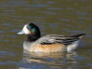 Chiloe Wigeon (WWT Slimbridge 27/10/12) ©Nigel Key