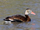 Black-Bellied Whistling Duck (WWT Slimbridge October 2012) - pic by Nigel Key