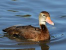 Black-Bellied Whistling Duck (WWT Slimbridge October 2012) - pic by Nigel Key