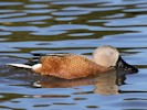 Red Shoveler (WWT Slimbridge October 2012) - pic by Nigel Key