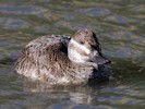Argentinian Ruddy Duck (WWT Slimbridge 27/10/12) ©Nigel Key