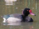 Rosybill (WWT Slimbridge 27/10/12) ©Nigel Key