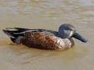 Australian Shoveler (WWT Slimbridge 27/10/12) ©Nigel Key