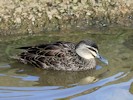 Australian Black Duck (WWT Slimbridge 27/10/12) ©Nigel Key