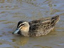 Australian Black Duck (WWT Slimbridge 27/10/12) ©Nigel Key