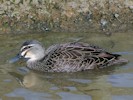 Australian Black Duck (WWT Slimbridge 27/10/12) ©Nigel Key