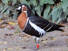 Red-Breasted Goose (WWT Slimbridge October 2012) - pic by Nigel Key