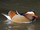 Mandarin (WWT Slimbridge 27/10/12) ©Nigel Key