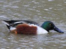 Northern Shoveler (WWT Slimbridge 27/10/12) ©Nigel Key