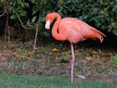 American Flamingo (WWT Slimbridge 27/10/12) ©Nigel Key