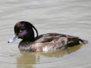 Tufted Duck (WWT Slimbridge 28/07/12) ©Nigel Key