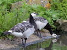 Barnacle Goose (WWT Slimbridge 28/07/12) ©Nigel Key