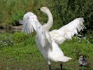 Bewick's Swan (WWT Slimbridge 28/07/12) ©Nigel Key