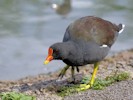 Moorhen (WWT Slimbridge 28/07/12) ©Nigel Key