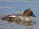 Goldeneye (WWT Slimbridge 28/07/12) ©Nigel Key