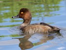 Redhead (WWT Slimbridge 28/07/12) ©Nigel Key