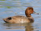 Redhead (WWT Slimbridge 28/07/12) ©Nigel Key