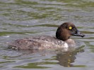 Goldeneye (WWT Slimbridge 28/07/12) ©Nigel Key