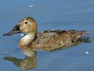 Canvasback (WWT Slimbridge 28/07/12) ©Nigel Key