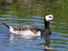 Barnacle Goose (WWT Slimbridge 28/07/12) ©Nigel Key