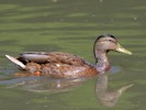 Mallard (WWT Slimbridge 28/07/12) ©Nigel Key