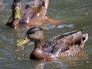 Mallard (WWT Slimbridge 28/07/12) ©Nigel Key