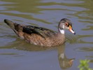 American Wood Duck (WWT Slimbridge 28/07/12) ©Nigel Key