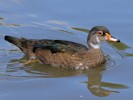 American Wood Duck (WWT Slimbridge 28/07/12) ©Nigel Key