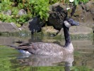 Canada Goose (WWT Slimbridge 28/07/12) ©Nigel Key