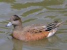 American Wigeon (WWT Slimbridge 28/07/12) ©Nigel Key