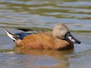 Red Shoveler (WWT Slimbridge 28/07/12) ©Nigel Key