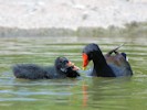 Moorhen (WWT Slimbridge 28/07/12) ©Nigel Key