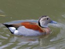 Ringed Teal (WWT Slimbridge 28/07/12) ©Nigel Key