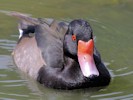 Rosybill (WWT Slimbridge 28/07/12) ©Nigel Key