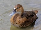 Rosybill (WWT Slimbridge 28/07/12) ©Nigel Key