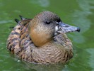 White-Backed Duck (WWT Slimbridge July 2012) - pic by Nigel Key