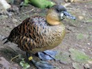 White-Backed Duck (WWT Slimbridge July 2012) - pic by Nigel Key