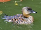 White-Backed Duck (WWT Slimbridge 28/07/12) ©Nigel Key