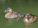 White-Backed Duck (WWT Slimbridge 28/07/12) ©Nigel Key