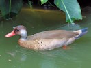 Brazilian Teal (WWT Slimbridge 28/07/12) ©Nigel Key