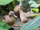 Madagascar Teal (WWT Slimbridge 28/07/12) ©Dave Key