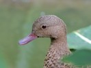 Madagascar Teal (WWT Slimbridge 28/07/12) ©Dave Key